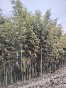 持斋修善什么意思